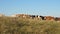 Beautiful alpine meadow with cows. cattle in a pasture on a blue sky. Cows graze on pasture. Dairy business concept