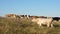 Beautiful alpine meadow with cows. cattle in a pasture on a blue sky. Cows graze on pasture. Dairy business concept