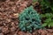 Beautiful alpine plant Blue star juniper in garden with decorative pine bark chips mulch