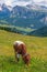 Beautiful Alps meadow with a grazing cow in the summer