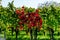 Beautiful alsacien autumnal landscape with green hills and vineyards