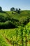 Beautiful alsacien autumnal landscape with green hills and vineyards