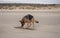 Beautiful Alsation dog playing with a stick on the beach