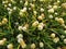 Beautiful alsike clover in a flower field. Trifolium hybridum in the garden