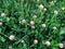Beautiful alsike clover in a flower field. Trifolium hybridum in the garden