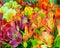 Beautiful alstroemeria flower background.Alstroemeria flower colorful. Close-up