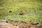 Beautiful Altai gopher, sitting on a green meadow