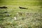 Beautiful Altai gopher, sitting on a green meadow