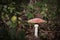 Beautiful amanita muscaria toadstool growing wild in a belgian f