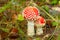 Beautiful amanita mushroom growing in forest