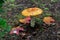 Beautiful Amanita mushroom growing in a garden