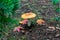 Beautiful Amanita mushroom growing in a garden