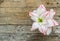 Beautiful amaryllis flower