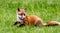 beautiful amazing baby fox in the middle of nature