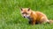beautiful amazing baby fox in the middle of nature by day