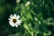 Beautiful amazing daisy on background of sunny grass in summer w