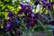 Beautiful amazing dark-violet aquilegia flowers blooming in the garden