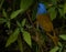 Beautiful amazing and diferent blue and brown bird at Galipan`s town Venezuela