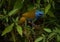 Beautiful amazing and diferent blue and brown bird at Galipan`s town Venezuela