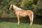 Beautiful amazing palomino warmblood with blond hair