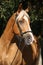 Beautiful amazing palomino warmblood with blond hair