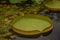 Beautiful Amazon Waterlily Pan Shaped Pad