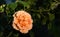 Beautiful amber-colored rose flower in summer garden on dark background