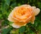 Beautiful amber-colored single rose flower in the garden close up.