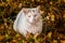 Beautiful amber eyed calico cat resting and poses for camera.