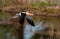 A Beautiful American Avocet in Flight