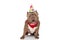 Beautiful american bully pup panting while wearing birthday hat and bandana