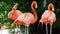Beautiful American Flamingo standing on one foot, green nature background - flamingo in zoo