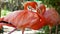 Beautiful American Flamingo standing on one foot, green nature background - flamingo in zoo