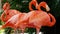 Beautiful American Flamingo standing on one foot, green nature background - flamingo in zoo