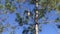 A beautiful American kestrel bird on pine tree
