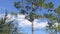 A beautiful American kestrel bird on pine tree