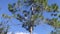 A beautiful American kestrel bird on pine tree