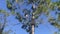 A beautiful American kestrel bird on pine tree