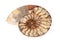 Beautiful ammonite mineral