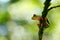 Beautiful amphibian in the night forest. Detail close-up of frog red eye, hidden in green vegetation. Red-eyed Tree Frog,