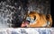 Beautiful Amur tiger eating piece of meat