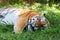 Beautiful Amur Tiger Lying Down Resting in Grass