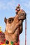 Beautiful amusing decorated Camel on Bikaner Camel Festival in Rajasthan, India