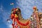 Beautiful amusing decorated Camel on Bikaner Camel Festival in Rajasthan, India