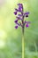 Beautiful Anacamptis morio, the green-winged aka green-veined orchid. In natural habitat. One flower stem on blurry