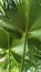 Beautiful Anahaw or Saribus rotundifolius or fan palm leaves
