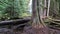 Beautiful Ancient Forest Pine With Tall Waterfall Behind