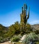 Beautiful, Ancient Saguaro Cactus At White Tank Mountains, Arizona