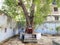 a beautiful ancient small temple of Lord Shiva stands beneath a sprawling grand tree, its old