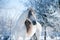 Beautiful andalusian horse winter portrait